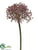 Allium Spray - Lavender - Pack of 12