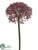 Allium Spray - Lavender - Pack of 6