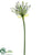 Agapanthus Bud Spray - Lavender Green - Pack of 12