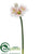 Amaryllis Spray - White Pink - Pack of 12