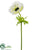 Anemone Spray - White - Pack of 12