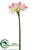 Amaryllis Spray - White Pink - Pack of 12