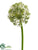 Allium Spray - Cream - Pack of 12