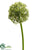 Allium Spray - Green - Pack of 12