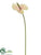 Anthurium Spray - Pink Soft - Pack of 12