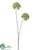 Allium Spray - Green - Pack of 12