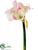 Amaryllis Spray - Pink White - Pack of 6