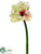 Amaryllis Spray - Green Pink - Pack of 4