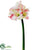 Amaryllis Spray - Pink White - Pack of 4