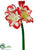 Amaryllis Spray - Red Cream - Pack of 6