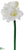 Amaryllis Spray - White - Pack of 6