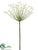 Agapanthus Spray - Cream - Pack of 6