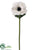 Anemone Spray - White - Pack of 12