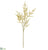 Astilbe Spray - Cream - Pack of 12