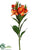 Alstroemeria Spray - Orange Two Tone - Pack of 12