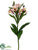 Alstroemeria Spray - Pink Cream - Pack of 12