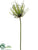 Spider Allium Spray - Blue Two Tone - Pack of 6