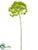 Aralia Spray - Green - Pack of 12