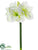 Amaryllis Spray - White - Pack of 6