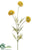 Berry Allium Spray - Yellow Green - Pack of 12