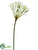 Agapanthus Spray - Cream Green - Pack of 12