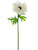 Anemone Spray - White Black - Pack of 12