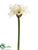 Amaryllis Spray - White - Pack of 12