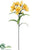 Alstroemeria Spray - Yellow - Pack of 12