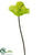 Anthurium Spray - Green - Pack of 12