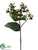 Hypericum Spray - Green Cream - Pack of 12