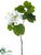 Bauhinia Spray - White - Pack of 12