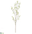 Cornus Spray - Cream - Pack of 6