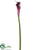 Calla Lily Spray - Boysenberry Cream - Pack of 12