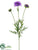 Scabiosa Spray - Amethyst - Pack of 12