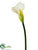 Calla Lily Spray - Cream - Pack of 12