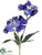 Candytuft Spray - Blue Helio - Pack of 12