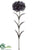 Carnation Spray - Black - Pack of 12