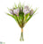 Crocus Bundle - Lavender Cream - Pack of 12