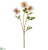 Clematis Bud Spray - Beige Brown - Pack of 12