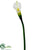 Calla Lily Spray - White Green - Pack of 12