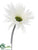 Gerbera Daisy Spray - Cream - Pack of 12