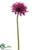 Gerbera Daisy Spray - Orchid - Pack of 12