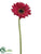 Gerbera Daisy Spray - Red - Pack of 12