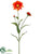 Shasta Daisy Spray - Orange - Pack of 12