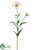 Shasta Daisy Spray - White - Pack of 12