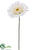 Gerbera Daisy Spray - White - Pack of 6