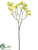 Dogwood Spray - Lime - Pack of 12