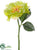 Dahlia Spray - Green - Pack of 24