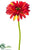 Gerbera Daisy Spray - Tomato Red - Pack of 24