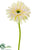 Gerbera Daisy Spray - White Cream - Pack of 24